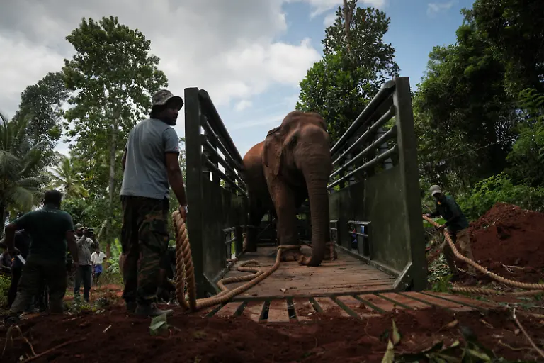 2026-10-14T230505Z_760563537_RC2SAFAVAVVC_RTRMADP_3_SRILANKA-ELEPHANTS