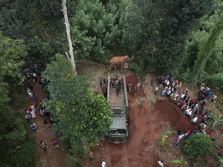2026-10-14T230724Z_1638715698_RC2YAFAP63ZB_RTRMADP_3_SRILANKA-ELEPHANTS