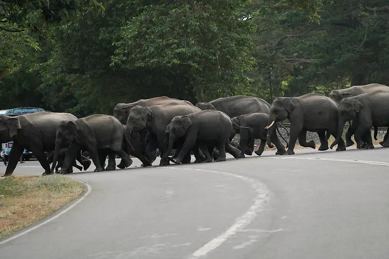 2026-10-14T230640Z_1959461301_RC2OSFA4HBF0_RTRMADP_3_SRILANKA-ELEPHANTS