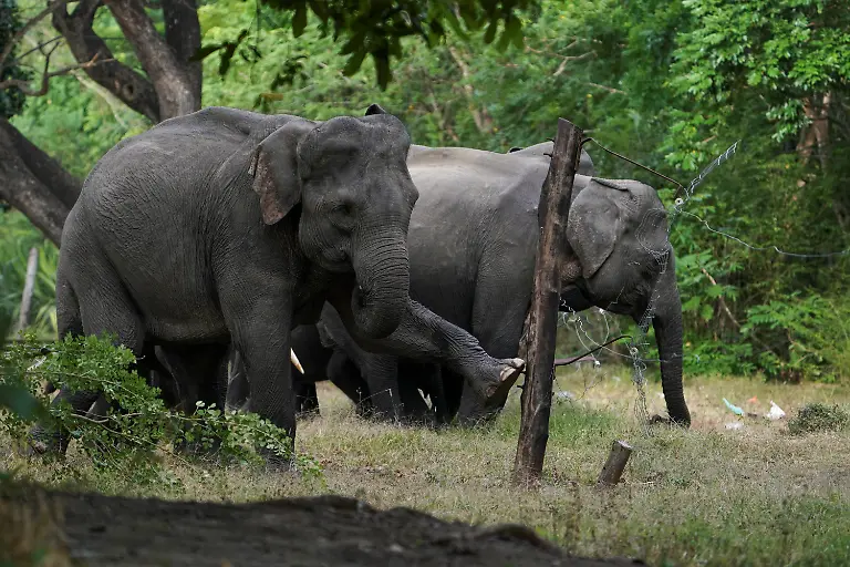 2026-10-14T230718Z_1899031701_RC20SFAMNW0R_RTRMADP_3_SRILANKA-ELEPHANTS