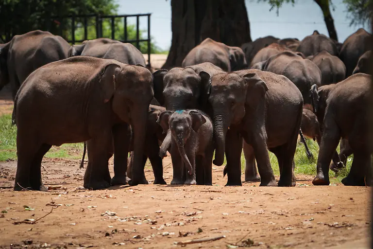 2026-10-14T230629Z_1042025556_RC242EATB2ZF_RTRMADP_3_SRILANKA-ELEPHANTS