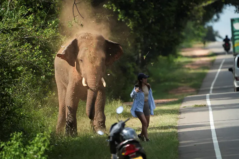 2026-10-14T230634Z_1058187587_RC2W6EA5RIC2_RTRMADP_3_SRILANKA-ELEPHANTS