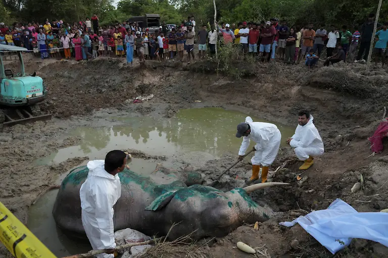 2026-10-14T230725Z_1264062846_RC2ZMFAE50ZQ_RTRMADP_3_SRILANKA-ELEPHANTS