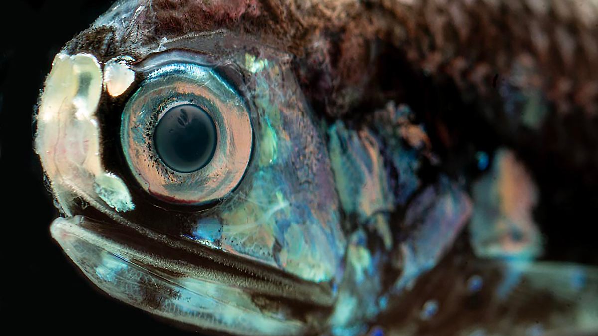 Folgen der Ölkatastrophe?: Immer mehr Tiere verschwinden aus dem Golf von Mexiko