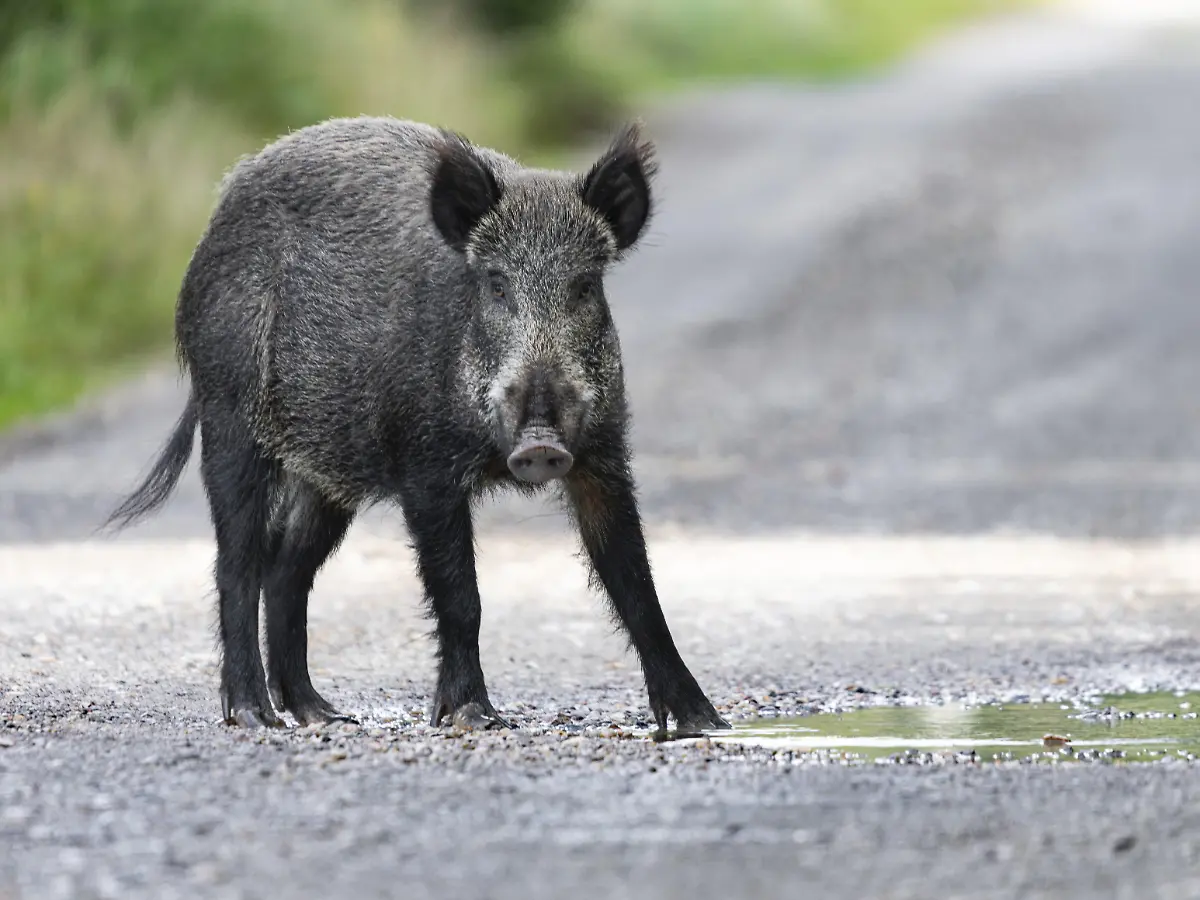 Tote Tiere und ein Trümmerfeld: Wildschweine verursachen folgenschwere Kettenreaktion