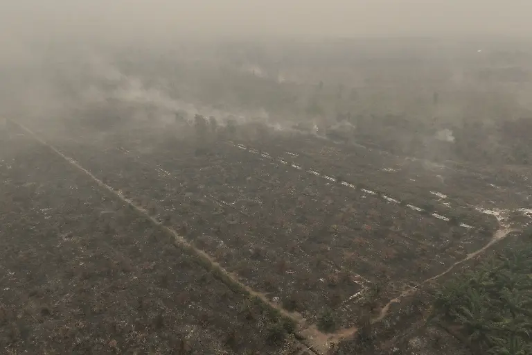 2026-10-15T230511Z_272352268_RC2Y8NAYNXLQ_RTRMADP_3_ASIA-WEATHER-INDONESIA-WILDFIRE-ORANGUTANS