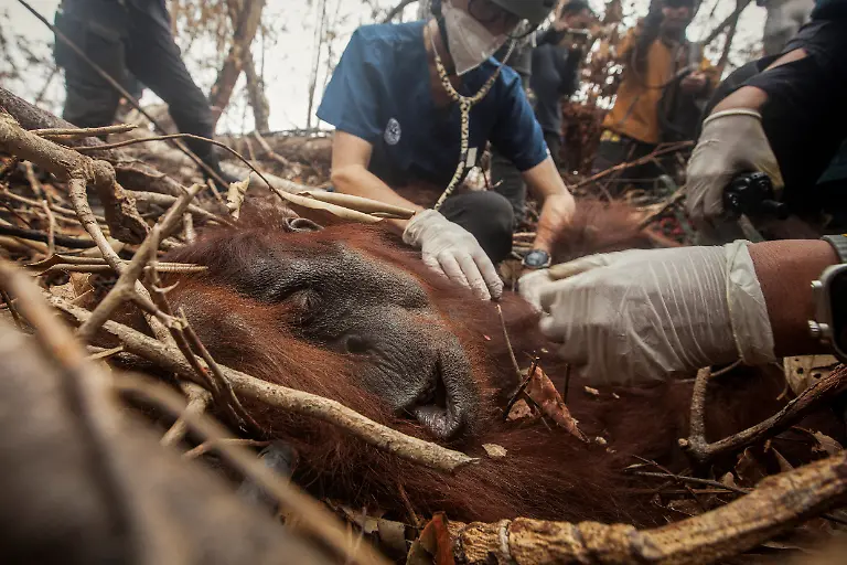 2026-10-15T230525Z_1678643041_RC2NTNAS7UFD_RTRMADP_3_ASIA-WEATHER-INDONESIA-WILDFIRE-ORANGUTANS