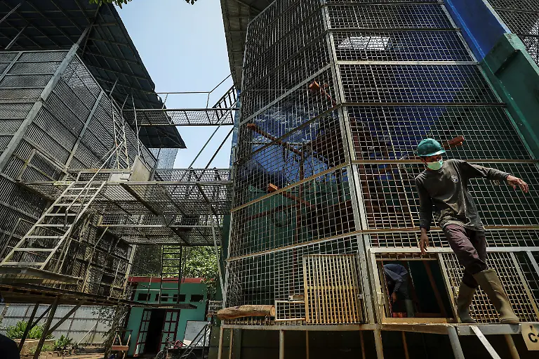 2026-10-15T230522Z_1592192495_RC2F9NA4EL34_RTRMADP_3_ASIA-WEATHER-INDONESIA-WILDFIRE-ORANGUTANS