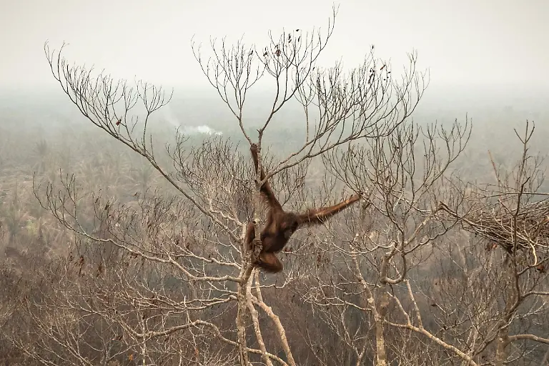 2026-10-15T230528Z_1000582582_RC2PTNA84ZGX_RTRMADP_3_ASIA-WEATHER-INDONESIA-WILDFIRE-ORANGUTANS