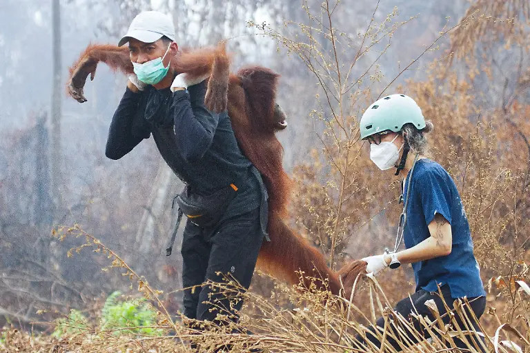 2026-10-15T230529Z_1536769524_RC2OTNAP9LGG_RTRMADP_3_ASIA-WEATHER-INDONESIA-WILDFIRE-ORANGUTANS