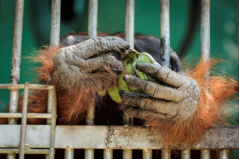 2026-10-15T230528Z_1841682060_RC2F9NAOBITM_RTRMADP_3_ASIA-WEATHER-INDONESIA-WILDFIRE-ORANGUTANS