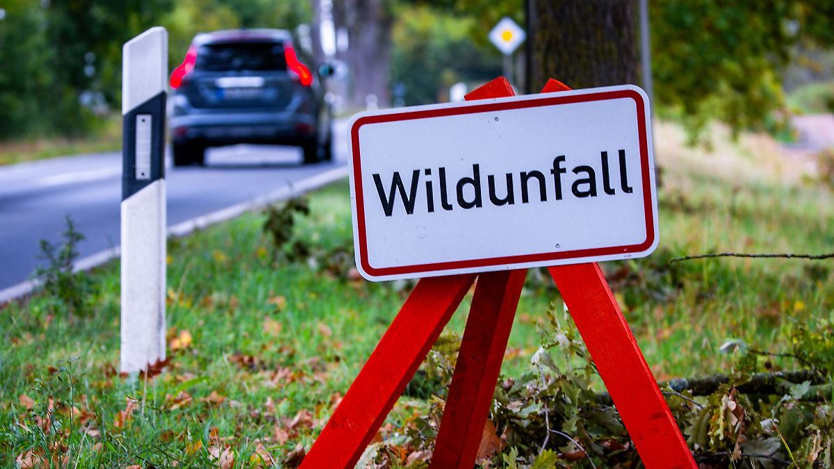 Vom Straßenrand in den Napf : Reutlinger Tierheim verfüttert Unfallwild an Hunde