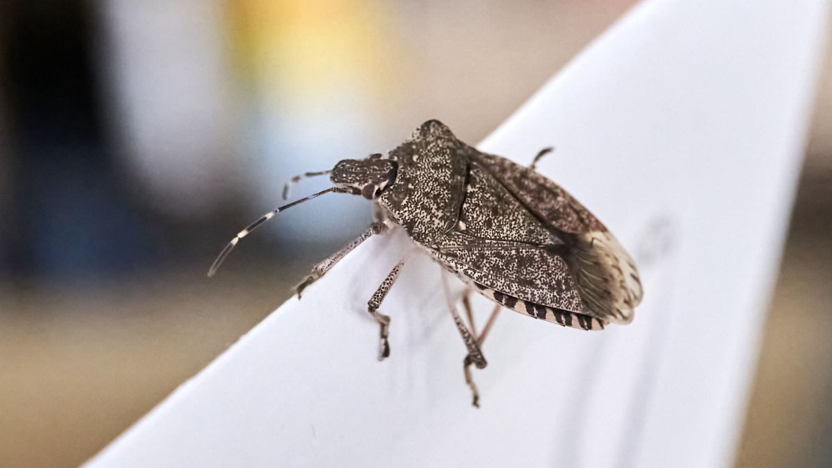 Stink Bug Invasion in Autumn: How to Get Rid of Them