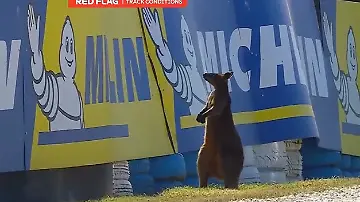 känguru