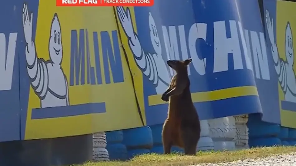 känguru