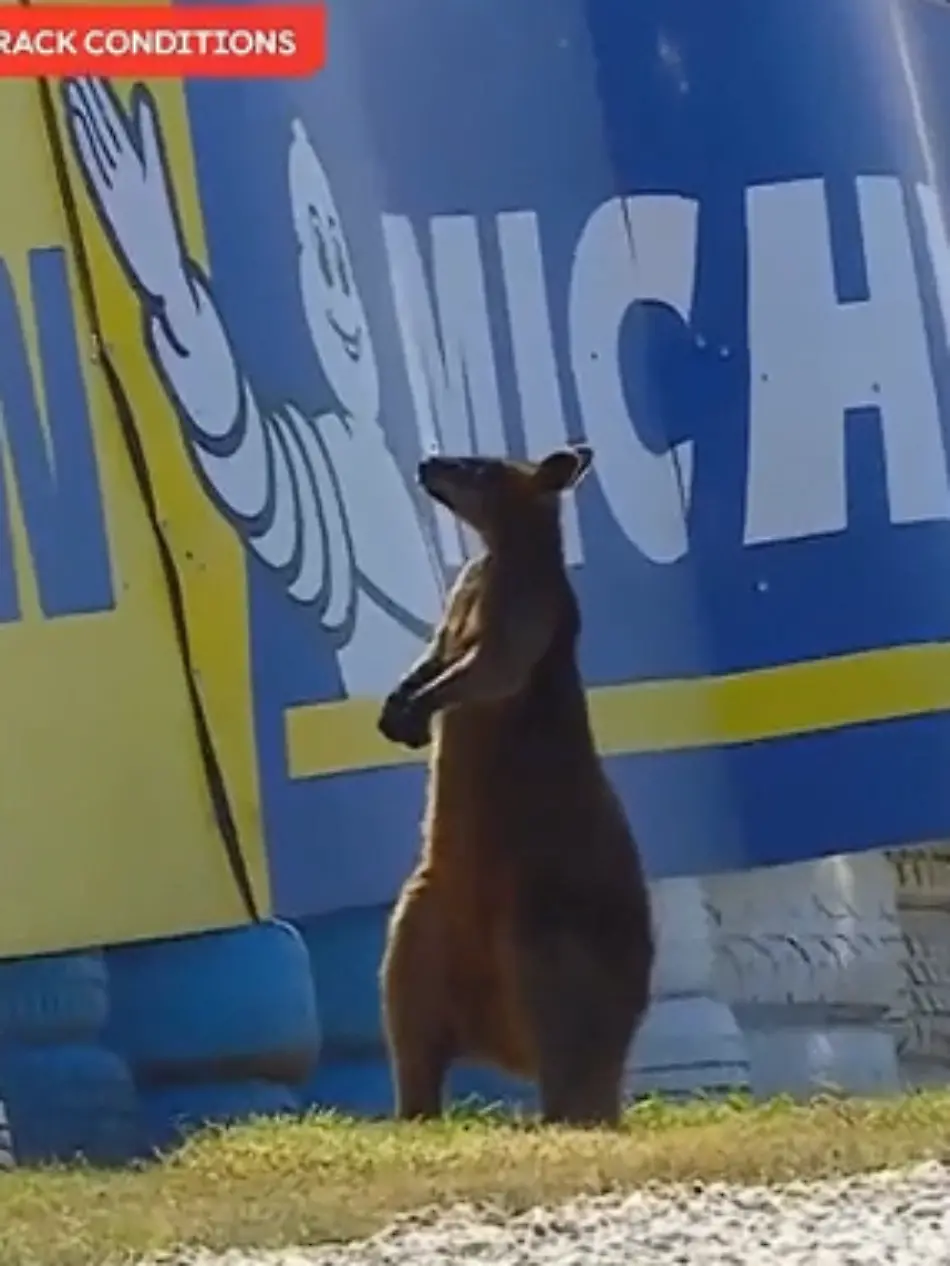 känguru