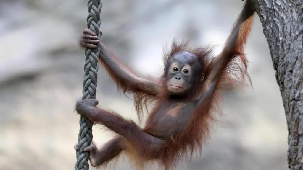 Der-Zoo-in-Rostock-hofft-auf-die-Moeglichkeit-einer-Wiedereroeffnung-nach-dem-20-April