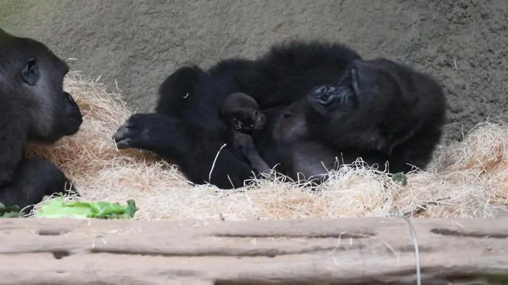Gorillaweibchen-Yene-saeugt-ihr-Neugeborenes