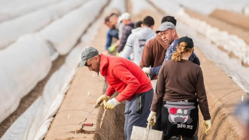 Spargelernte-in-Hessen