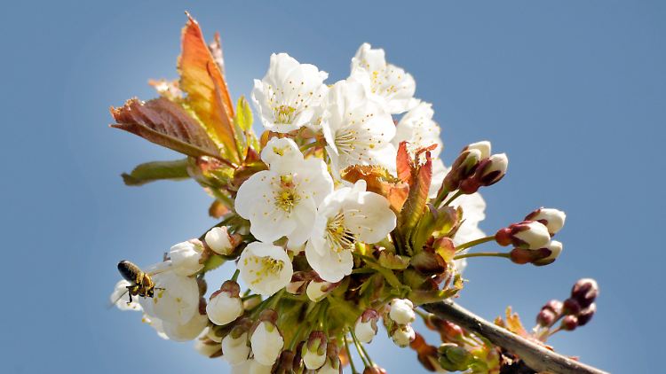 Die Obstbaumblüte hat begonnen: Der Aktienmarkt lockt emsige Anleger an.