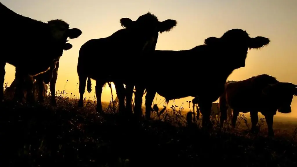 Im-Gegenlicht-der-aufgehenden-Sonne-stehen-Kuehe-auf-einer-Weide