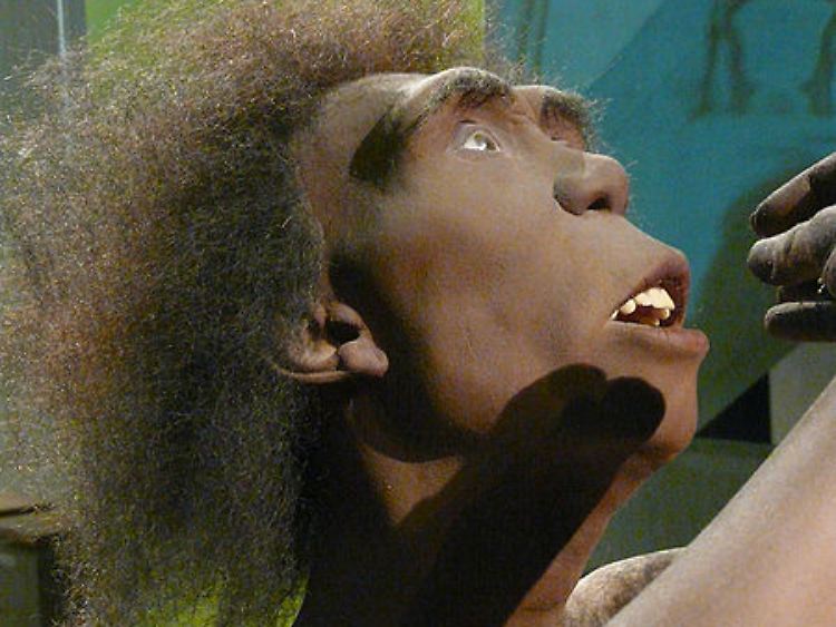 Rekonstruktion des Homo erectus im Neanderthal-Museum nach einem 1,75 Millionen Jahre alten Schädel aus Kenia.