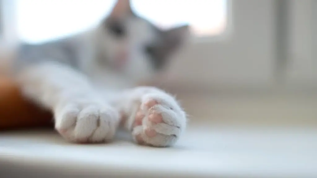 Ein-junger-Kater-liegt-auf-einer-Fensterbank