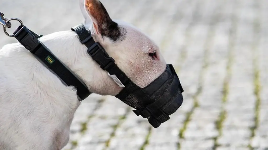 Der-Bullterrier-Jagger-Bonsai-von-Amadis-steht-vor-dem-Oberverwaltungsgericht-in-Muenster