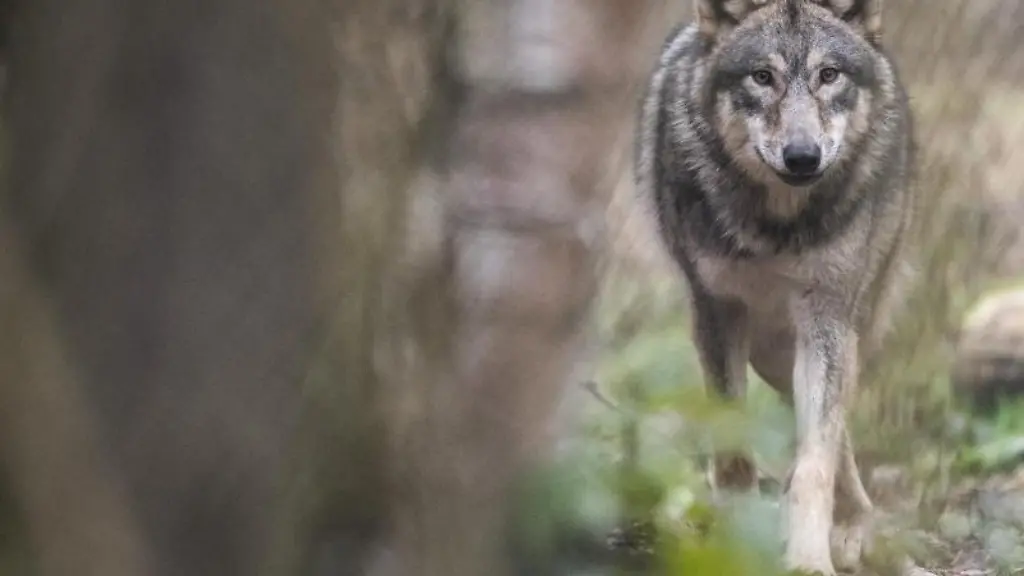 Ein-Wolf-laeuft-durch-den-Wald