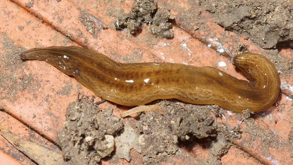 ACHTUNG-Frei-nur-zur-redaktionellen-Verwendung-im-Zusammenhang-mit-der-Berichterstattung-ueber-die-Studie