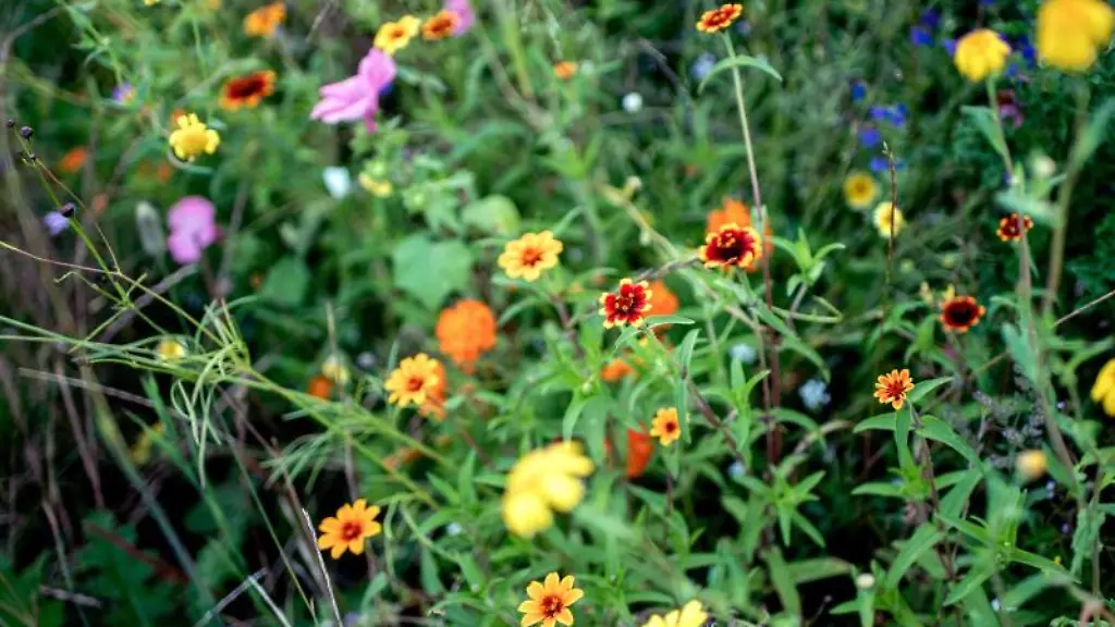 Blumen-bluehen-am-Zwischenahner-Meer-auf-einer-Wiese-die-fuer-Wildblumen-angelegt-wurde