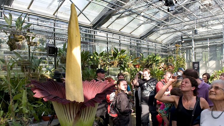 Derzeit herrscht großer Besucherandrang im Baseler Botanischen Garten.