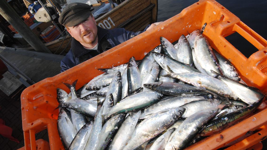 Radioaktiv, aber nicht gesundheitsgefährdend: Fisch aus der Ostsee.