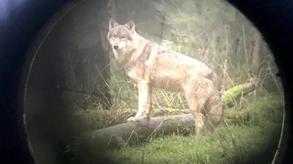 Ein-Wolf-steht-im-Wildpark-Eekholt