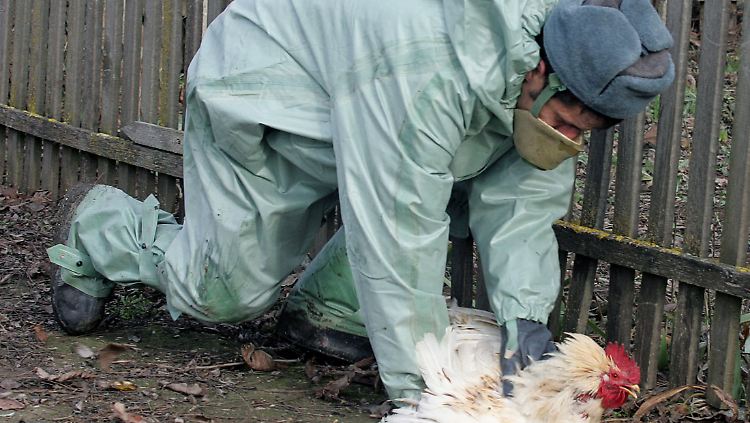 Die japanischen Behörden haben in der Sperrzone eine Notschlachtung leidender Tiere angeordnet.