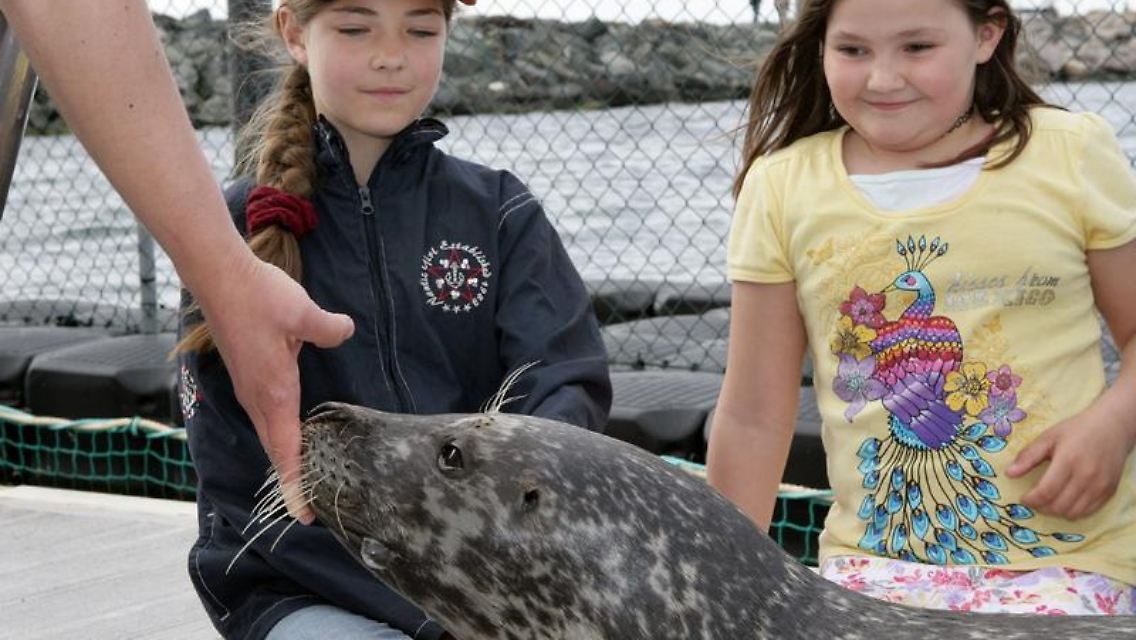 Seehundmännchen Nick in der Robbenforschungsstation der Rostocker Universität in Warnemünde.