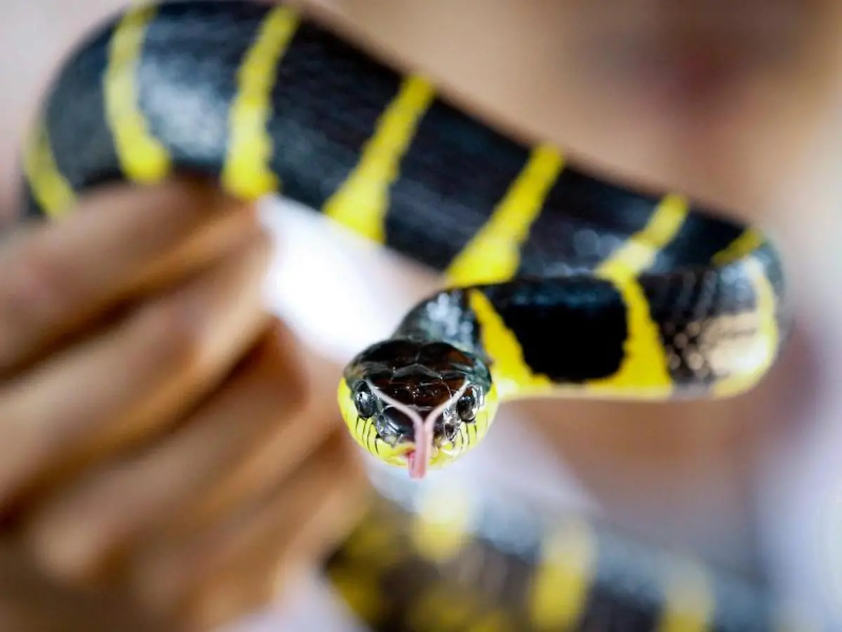 Ein-Schlangen-Experte-zeigt-eine-giftige-Mangroven-Nachtbaumnatter-in-einer-Schlangenfarm