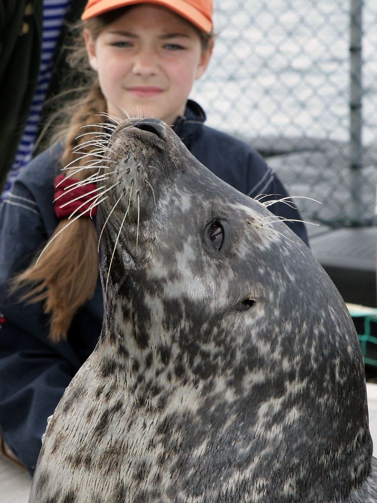 Die Kinder dürfen ganz nah an die Tiere heran (hier Seehundmännchen Nick).