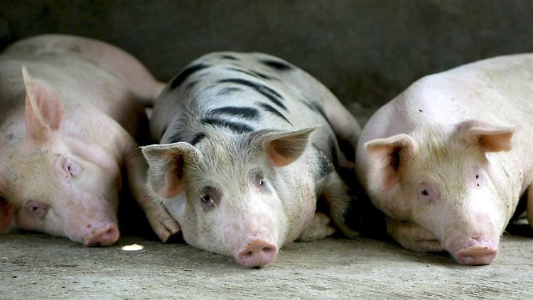 Schweine sind dem Menschen in einigen biologischen Funktionen sehr ähnlich.