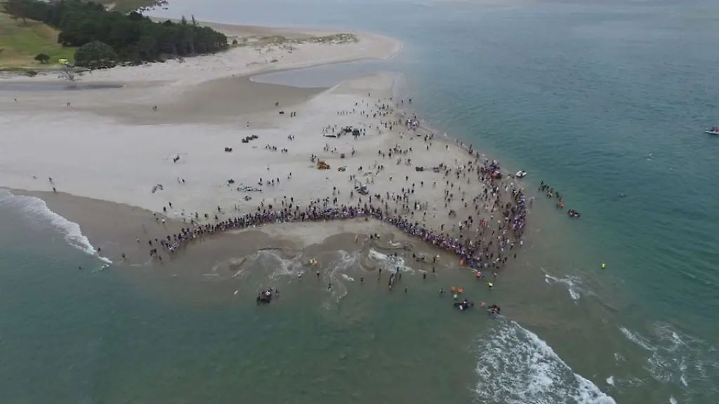 81949195-10158864885497439-6507239310184415232-n