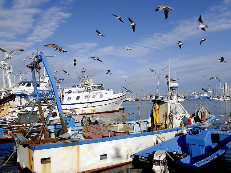 Reiche Beute für die Möwen: Sète ist der wichtigste Fischereihafen an der französischen Mittelmeerküste.