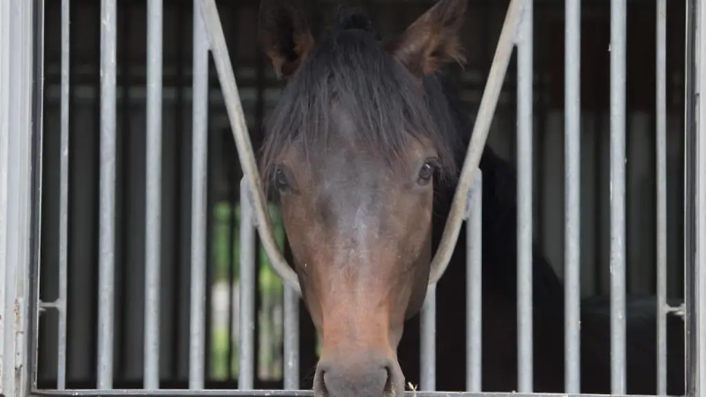 Ein-Pferd-schaut-durch-ein-Gitter