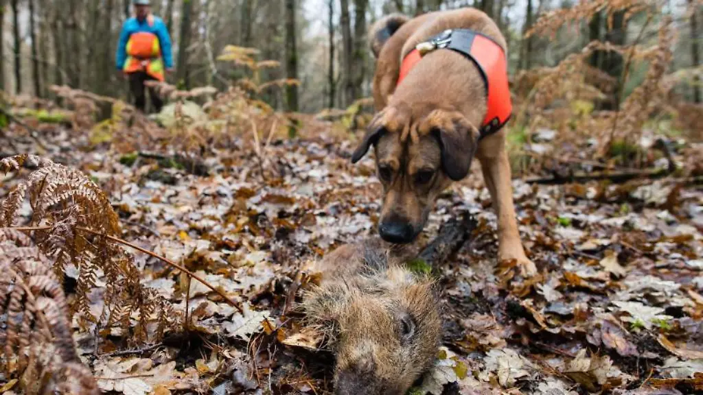 Ein-Suchhund-hat-ein-Stueck-Wildschwein-aufgespuert-das-zum-Training-ausgelegt-wurde