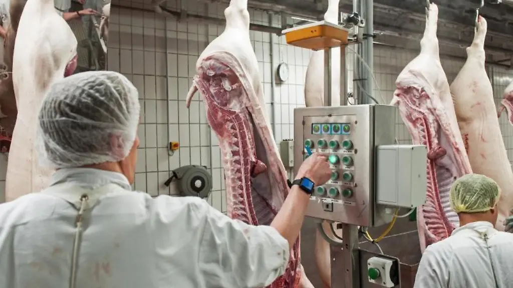 Schweinehaelften-passieren-einen-der-Kontrollterminals-im-Zerlegebereich-eines-Schlachthofs