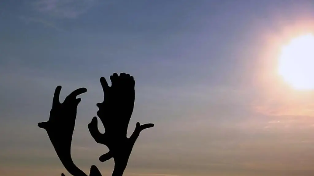 Das-Geweih-eines-Damhirsches-im-Morgenlicht