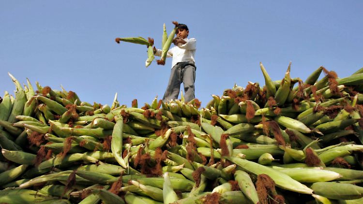 Mehr Menschen, mehr Lebensmittel: Mais ernährt Millionen.
