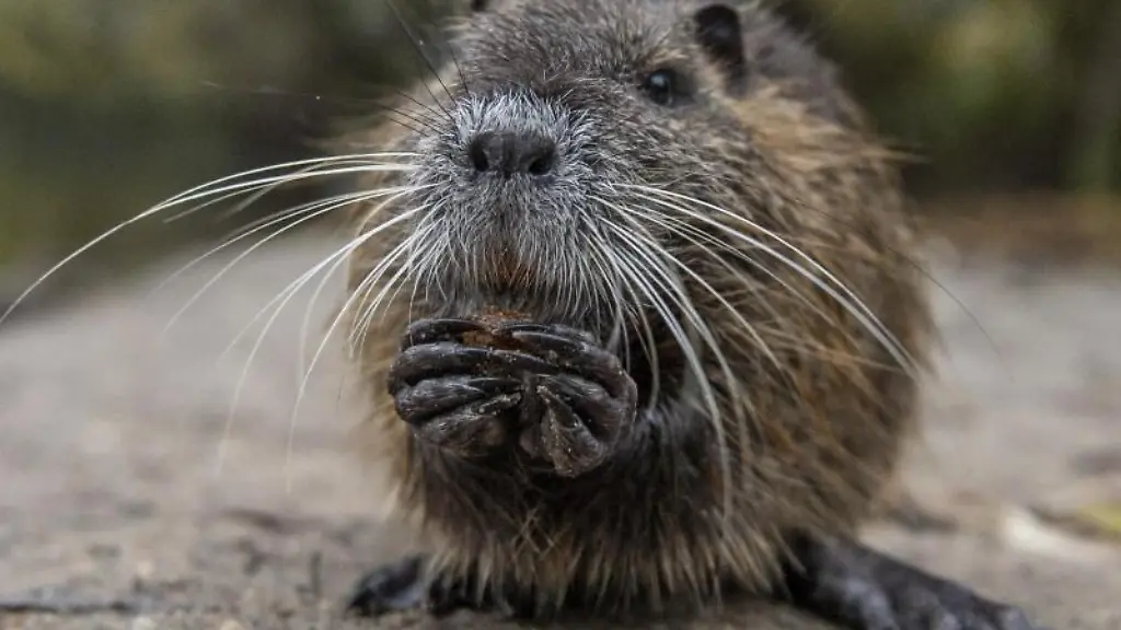 Eine-Nutria