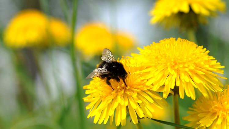 Auch viele Insekten wissen die frühe Blütenpracht zu schätzen. 