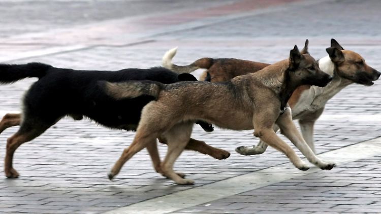 Straßenhunde sind in Russland ein fester Bestandteil des lokalen Kolorits.