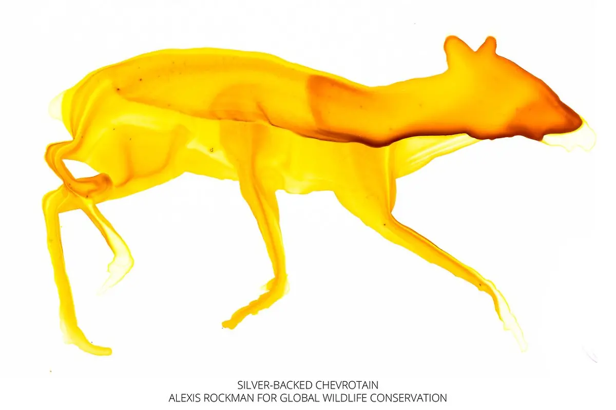 Homepage-Banner-globalwildlife-33923427